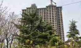 石家庄桃园爆料最新消息,揭秘神秘事件背后的真相