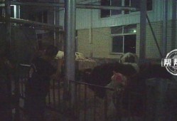 橙衣男子爆料视频播放,揭秘事件背后真相