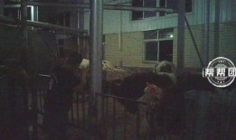 橙衣男子爆料视频播放,揭秘事件背后真相