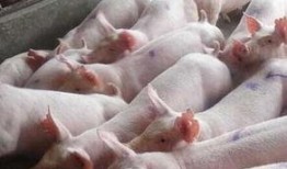 猪灌泥浆爆料视频教程下载,视频解析与实操步骤详解