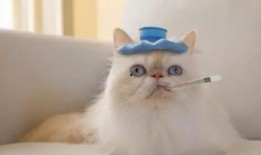 微密猫吃瓜网红,揭秘网红圈幕后故事