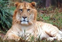 虎狮虎兽最新爆料