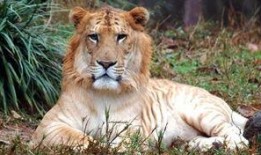 虎狮虎兽最新爆料