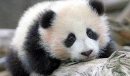 娱乐吃瓜酱熊猫生气,娱乐吃瓜酱揭秘背后真相