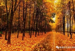 秋天妈妈最新视频爆料下载,育儿心得与生活点滴