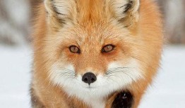 狐狸在线观看手机观看,手机在线观看新体验