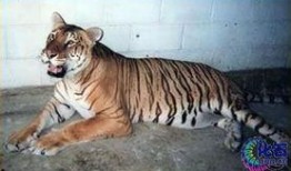 虎狮虎兽最新爆料