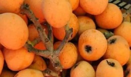 豆豆水果爆料视频,揭秘神秘水果背后的故事