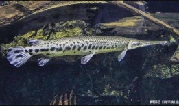 鳄雀鳝最新爆料视频播放