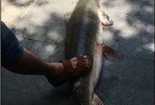 鳄雀鳝最新爆料视频播放