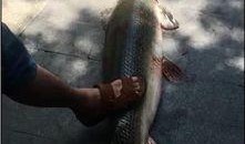 鳄雀鳝最新爆料视频播放