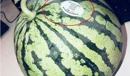 莒县网红吃瓜,揭秘当地美食文化新风尚