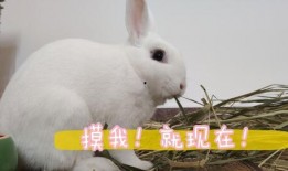 兔子日常爆料视频大全,趣味视频大盘点