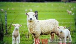 网红小羊在线吃瓜视频,揭秘娱乐圈幕后真相
