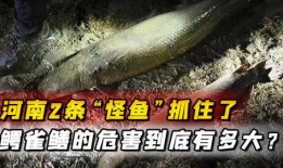 汝州最新爆料怪鱼,揭秘其神秘身世与生态影响